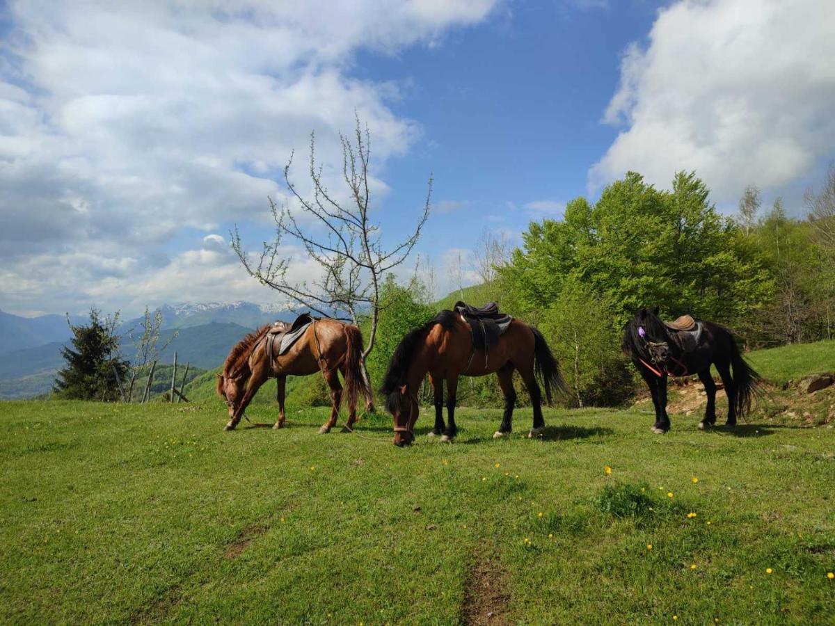 Koliba Marijanovic Villa Andrijevica Luaran gambar